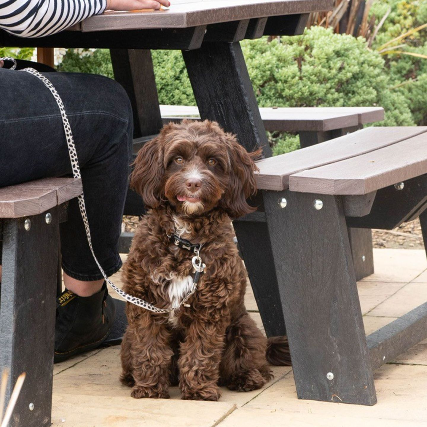 Your local dog friendly pub in Mansfield Woodhouse